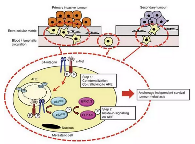 <a href='/usa/'>美國看病</a>，厚樸方舟