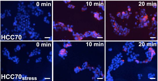 <a href='/'>出國看病</a>