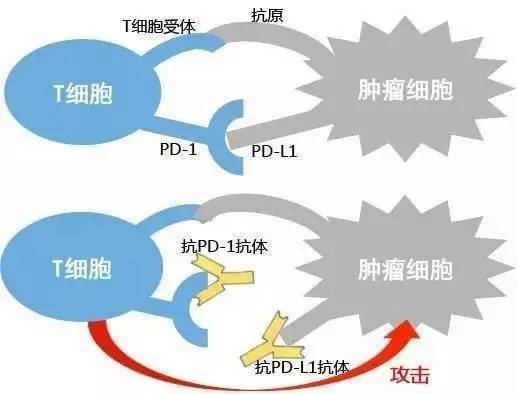 <a  data-cke-saved-href='/' href='/'>出國看病</a>