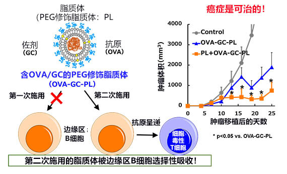 日本德島大學(xué)開發(fā)出新型癌癥疫苗，已為小鼠病愈癌癥