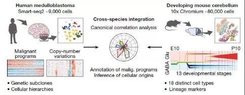 腫瘤樣本單細(xì)胞測(cè)序