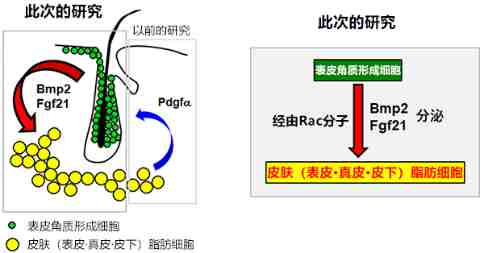 神戶(hù)大學(xué)新發(fā)現(xiàn)，有望通過(guò)皮膚治療肥胖癥