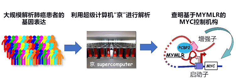 利用超算發(fā)現(xiàn)與肺癌繁殖有關(guān)的新RNA，有望開發(fā)出新的靶向藥