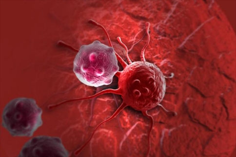 腫瘤特有的縫隙或開口等部位會將這些微粒捕獲