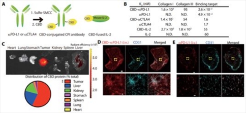 免疫檢查點(diǎn)抑制劑(CPI)---抗CTLA4抗體(αCTLA4)+抗PD-L1抗體(αPD-L1)---和細(xì)胞因子IL-2靶向腫瘤，從而在局部發(fā)揮作用