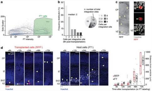 出國看?。盒卵芯恐赋隹梢允棺婕毎謴颓啻海瑢崿F(xiàn)受損皮層回路的再生