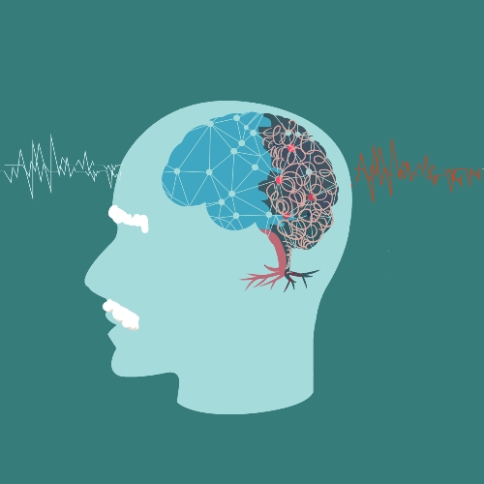 出國看?。盒卵芯恐赋隹梢允棺婕毎謴颓啻?，實現(xiàn)受損皮層回路的再生