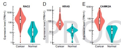 在癌癥樣本中較常檢測到表達上調(diào)的exRNA來自RAC2、KRAS、CAMK2A基因