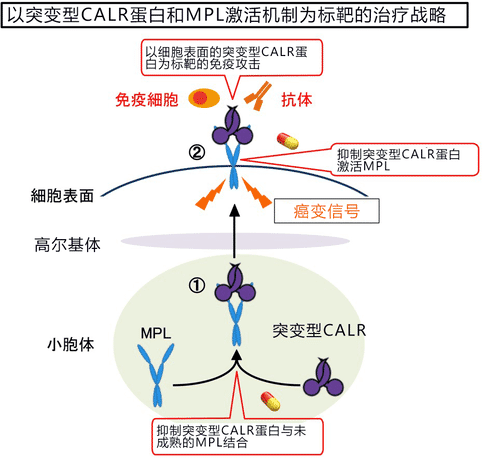 日本研究人員發(fā)現(xiàn)骨髓增殖性腫瘤的癌變機(jī)制，新治療方法有望出現(xiàn)！