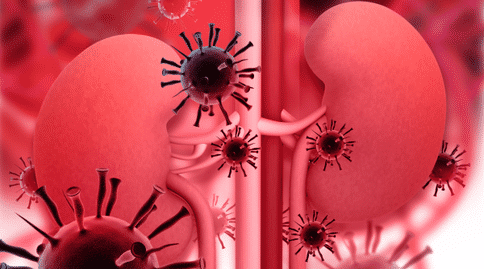 科學(xué)人員研發(fā)出腎部組織，或可為腎移植及腎部疾病的治療做出貢獻(xiàn)