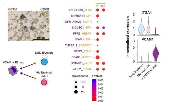 出國(guó)看病：研究人員繪制出發(fā)育中的肝臟細(xì)胞，或有望治療多種疾??！